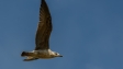 A seagull elegantly flying across a blue sky during daytime, capturing freedom and grace.